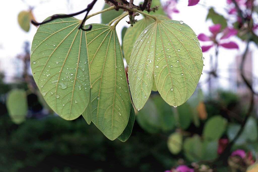 Chuva-Fotos Eraldo Schnaider (9)